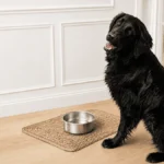 Black dog sitting beside a clean stainless steel water bowl