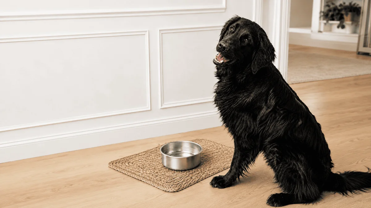 Black dog sitting beside a clean stainless steel water bowl